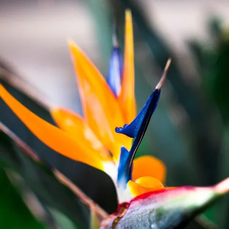 Taboga (adults Only)